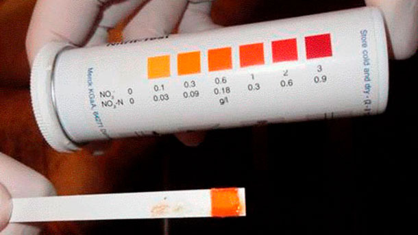 Figure 5: Bandelette pour la d&eacute;tection de nitrites&nbsp;
